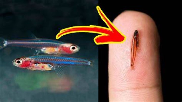 Smallest Fish in the World - Top 10 Marvels Smallest Fish in the World - Top 10 Marvels